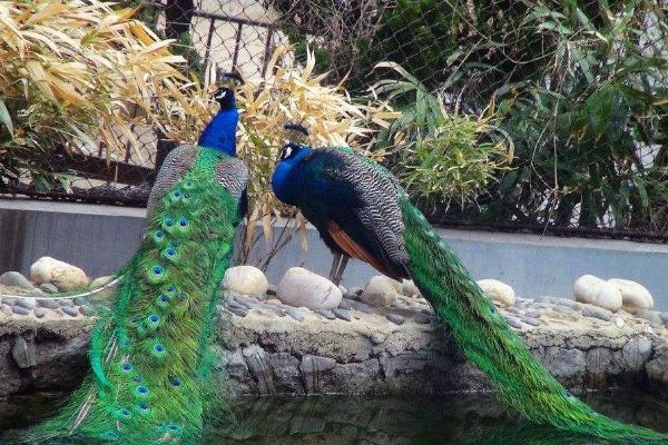 養孔雀有補貼嗎 養孔雀要辦什么手續