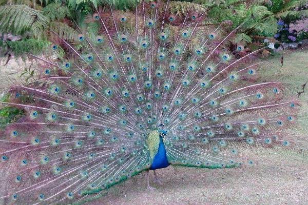 養孔雀有補貼嗎 養孔雀要辦什么手續