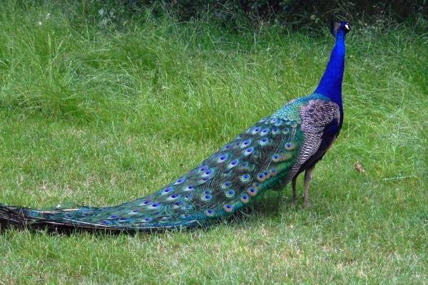 養孔雀有補貼嗎 養孔雀要辦什么手續