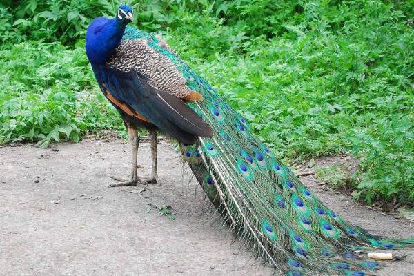養孔雀有補貼嗎 養孔雀要辦什么手續