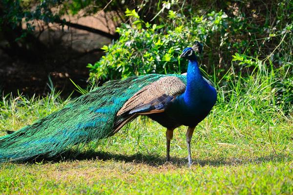 養孔雀有補貼嗎 養孔雀要辦什么手續