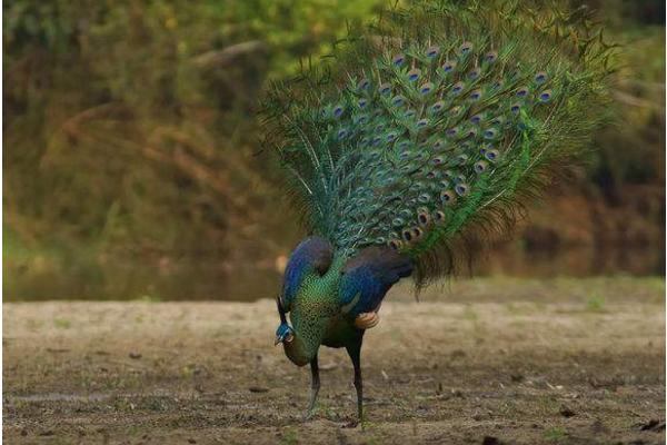 綠孔雀為什么珍貴 綠孔雀和藍孔雀哪個美