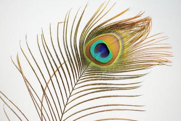 插孔雀羽毛有講究嗎 像孔雀羽毛的特殊符號是什么（怎么打出來）