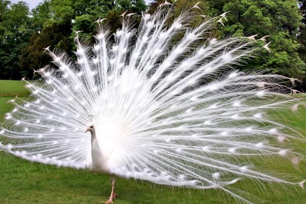 白孔雀圖片大全 白孔雀市場價格多少錢一只