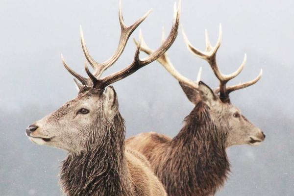 鹿角市場價格多少錢一斤 鹿角怎么磨成粉