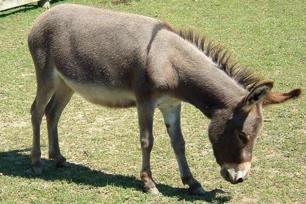 養驢有補貼嗎 養牛和養驢哪個利潤大