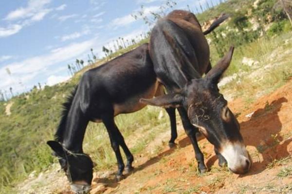養驢掙錢嗎 養驢掙錢為什么沒人養