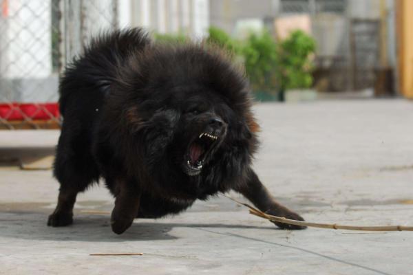 藏獒為什么不值錢(qián)了 一條純種藏獒多少錢(qián)