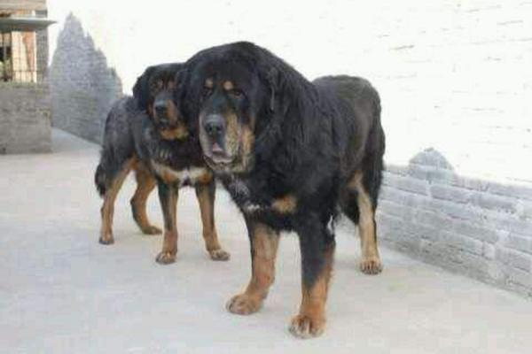 虎頭藏獒聽話嗎 虎頭藏獒市場價格多少錢一只