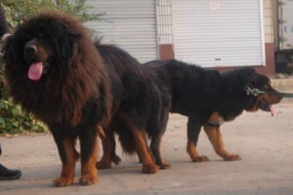 虎頭藏獒聽話嗎 虎頭藏獒市場價格多少錢一只