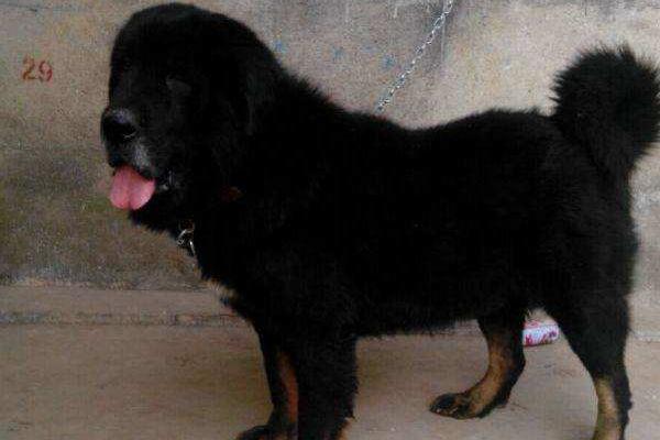 虎頭藏獒聽話嗎 虎頭藏獒市場價格多少錢一只