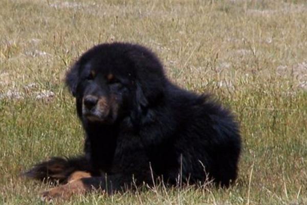 虎頭藏獒聽話嗎 虎頭藏獒市場價格多少錢一只