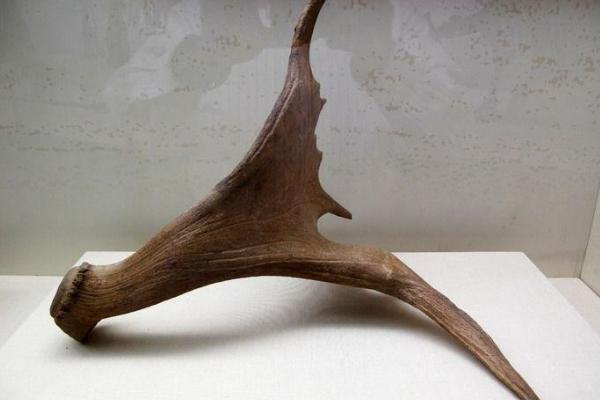 鹿角市場價格多少錢一斤 鹿角怎么磨成粉