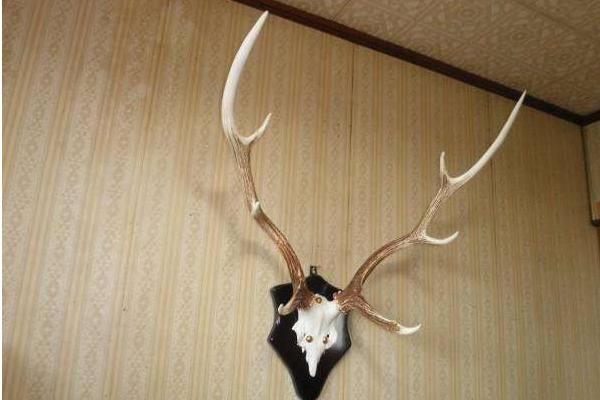 鹿角市場價格多少錢一斤 鹿角怎么磨成粉