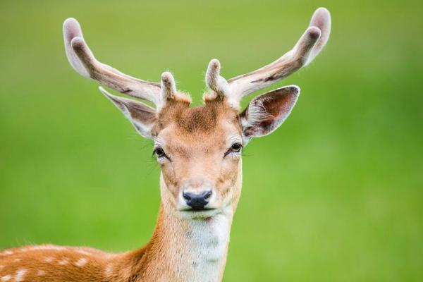 養鹿需要什么環境 養鹿需要什么手續