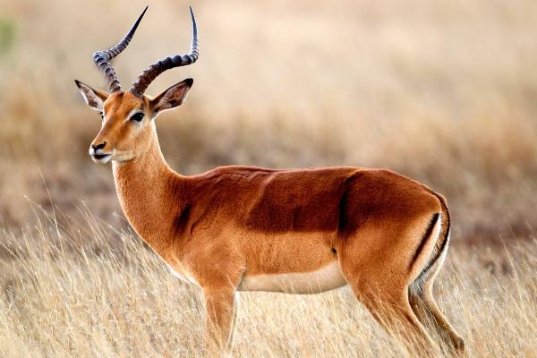 養10頭鹿要投資多少錢 養5只鹿一年能掙多少錢