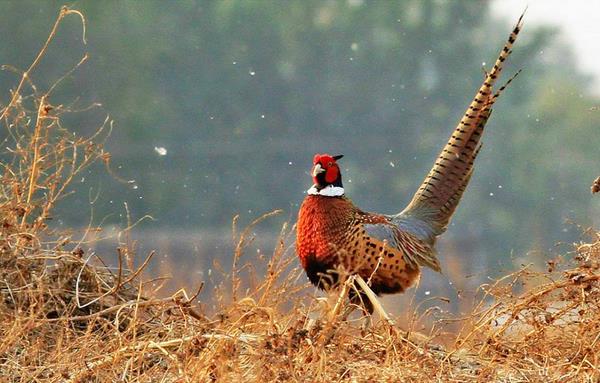 山雞是保護動物嗎 野山雞是幾級保護動物