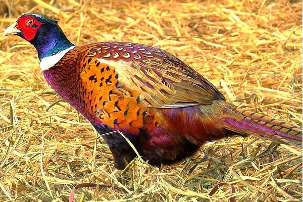 七彩山雞苗怎么飼養 山雞苗養殖技術與注意事項