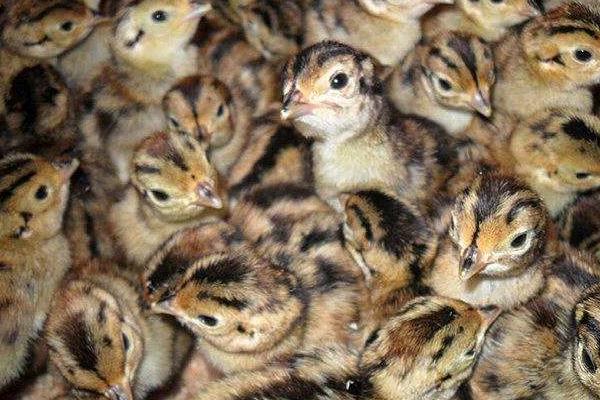 七彩山雞苗怎么飼養(yǎng) 山雞苗養(yǎng)殖技術(shù)與注意事項(xiàng)