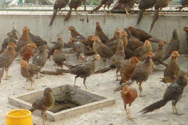 七彩山雞苗怎么飼養(yǎng) 山雞苗養(yǎng)殖技術(shù)與注意事項(xiàng)