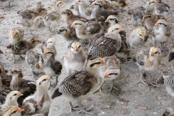 七彩山雞苗怎么飼養(yǎng) 山雞苗養(yǎng)殖技術(shù)與注意事項(xiàng)