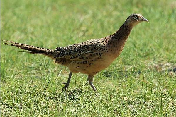 七彩山雞苗怎么飼養(yǎng) 山雞苗養(yǎng)殖技術(shù)與注意事項(xiàng)