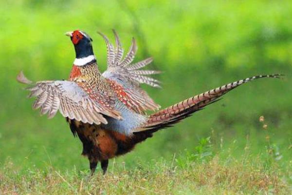 七彩山雞苗怎么飼養(yǎng) 山雞苗養(yǎng)殖技術(shù)與注意事項(xiàng)