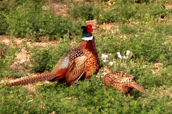 七彩山雞苗市場價格多少錢一只 哪里有七彩山雞苗賣
