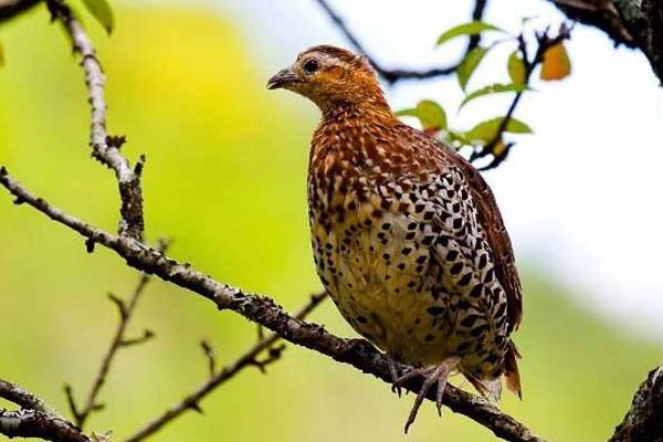 怎樣飼養中華鷓鴣 中華鷓鴣人工養殖技術與注意事項