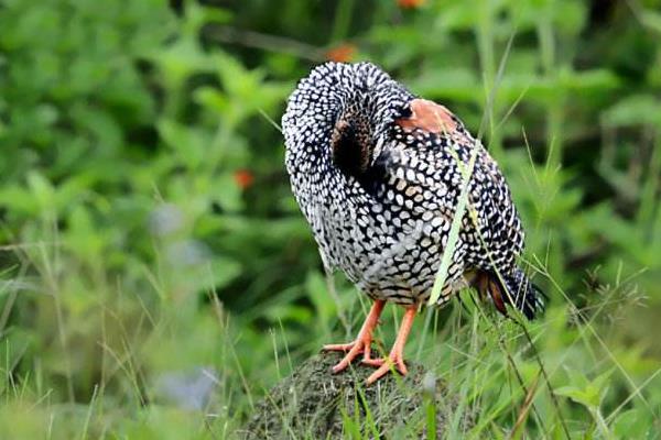 怎樣飼養(yǎng)中華鷓鴣 中華鷓鴣人工養(yǎng)殖技術與注意事項