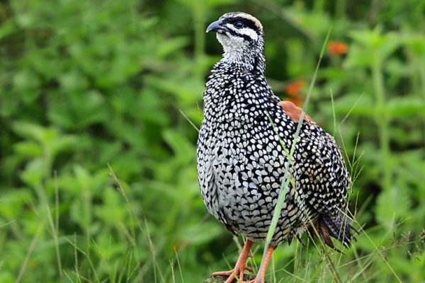 怎樣飼養(yǎng)中華鷓鴣 中華鷓鴣人工養(yǎng)殖技術與注意事項