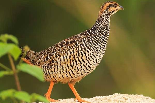 怎樣飼養(yǎng)中華鷓鴣 中華鷓鴣人工養(yǎng)殖技術與注意事項