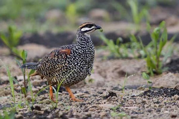 怎樣飼養(yǎng)中華鷓鴣 中華鷓鴣人工養(yǎng)殖技術與注意事項