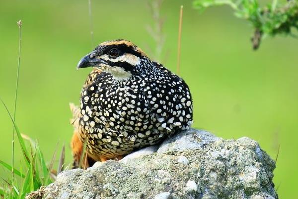 怎樣飼養(yǎng)中華鷓鴣 中華鷓鴣人工養(yǎng)殖技術與注意事項