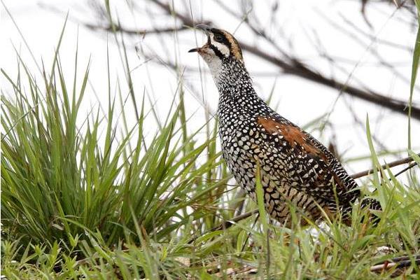 鷓鴣怎么抓 鷓鴣捕捉技巧