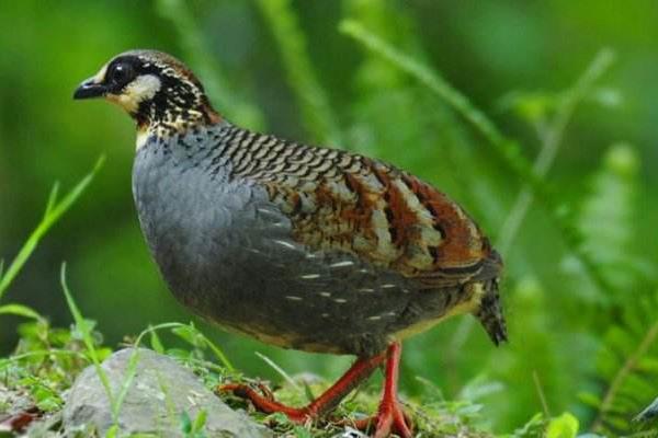 鷓鴣怎么做好吃又簡單鷓鴣燉什么好