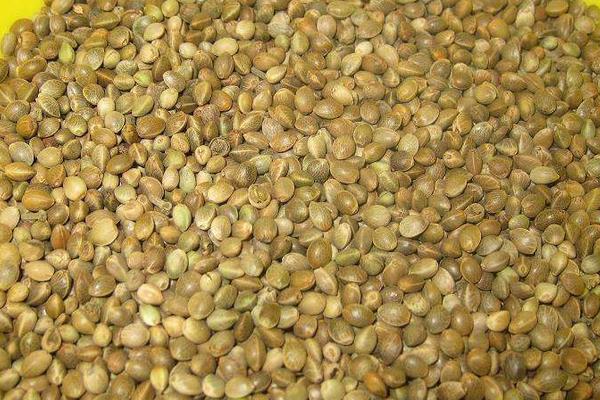 鵪鶉飼料配方與制作 產(chǎn)蛋鵪鶉飼料配方