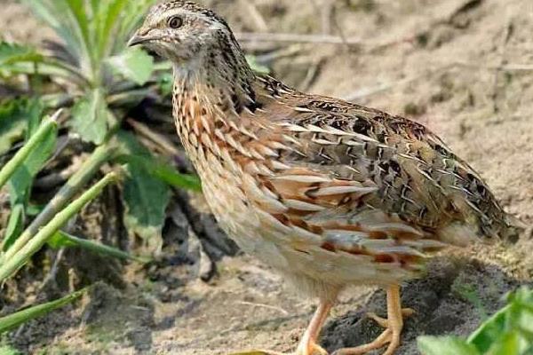 鵪鶉飼料配方與制作 產蛋鵪鶉飼料配方