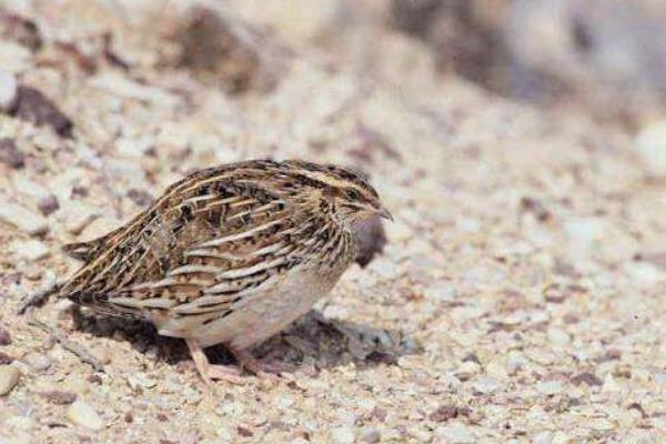 鵪鶉飼料配方與制作 產蛋鵪鶉飼料配方