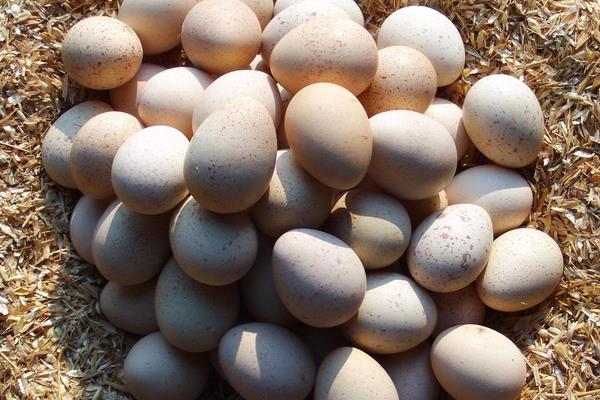 鷓鴣蛋的功效與作用及禁忌 鷓鴣蛋的營養價值