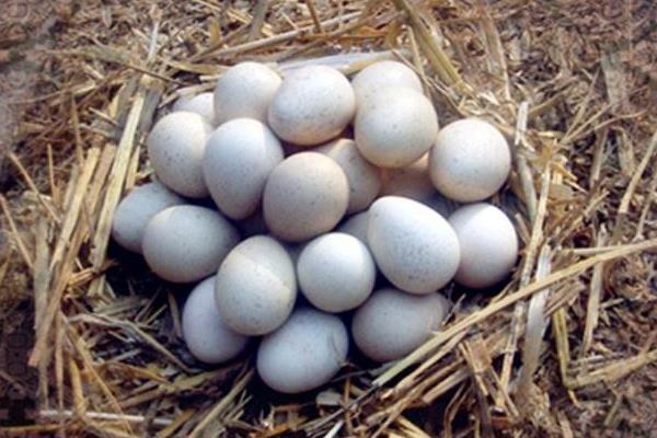 五香鵪鶉蛋怎么做好吃又簡單 五香鵪鶉蛋的做法大全