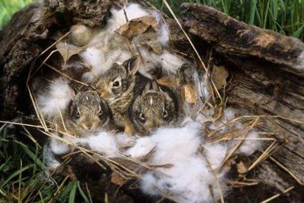 野兔窩一般在什么地方 野兔是保護動物嗎