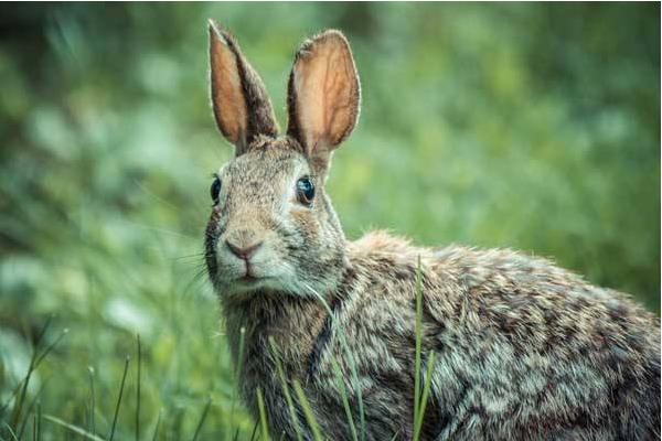 野兔窩一般在什么地方 野兔是保護動物嗎