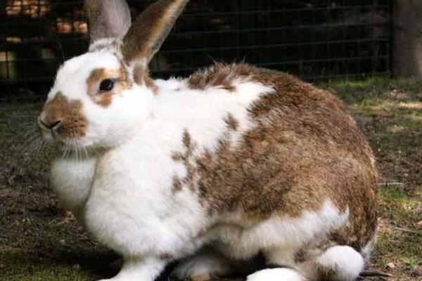 野兔窩一般在什么地方 野兔是保護動物嗎