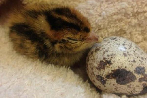 小鵪鶉怎么養(yǎng) 鵪鶉養(yǎng)殖技術(shù)與注意事項