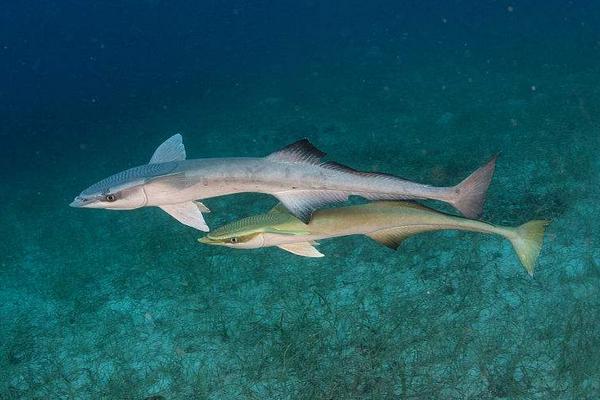 夢見魚在水里游是什么意思 孕婦夢見好多魚活蹦亂跳有什么預兆