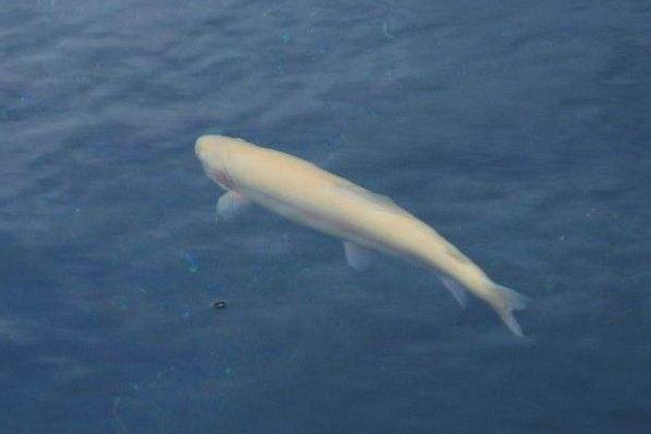 夢見魚在水里游是什么意思 孕婦夢見好多魚活蹦亂跳有什么預兆