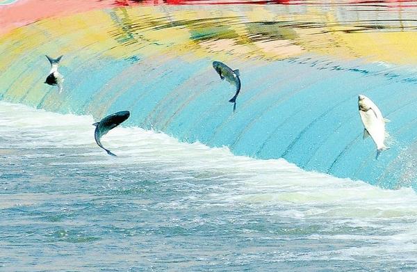 夢見魚在水里游是什么意思 孕婦夢見好多魚活蹦亂跳有什么預兆