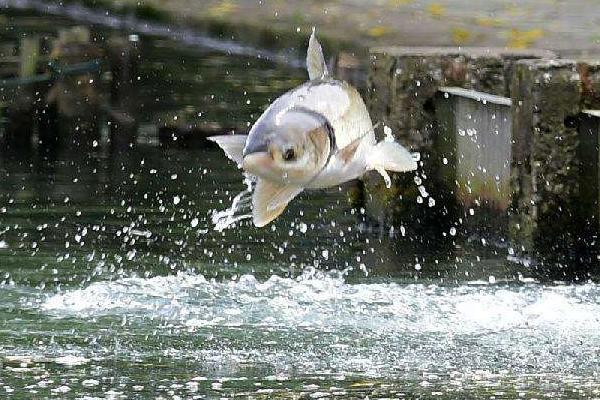 夢見魚在水里游是什么意思 孕婦夢見好多魚活蹦亂跳有什么預兆