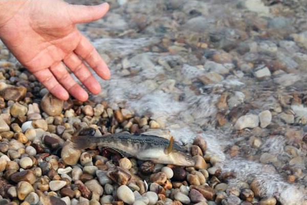 夢見魚在水里游是什么意思 孕婦夢見好多魚活蹦亂跳有什么預兆